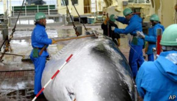 La Haya ordena alto a la caza de ballenas por Japón
