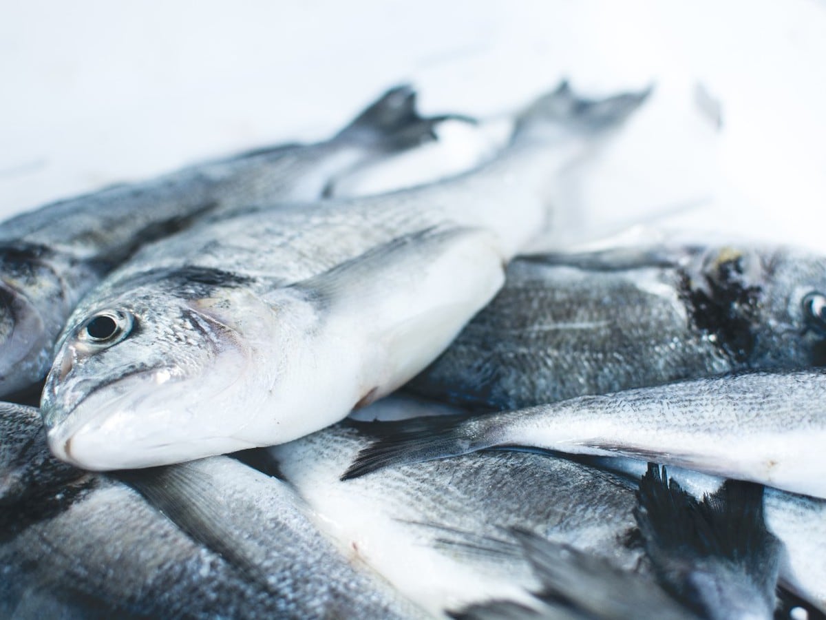Cómo debe congelarse el pescado para conservar sus propiedades?, Noticias