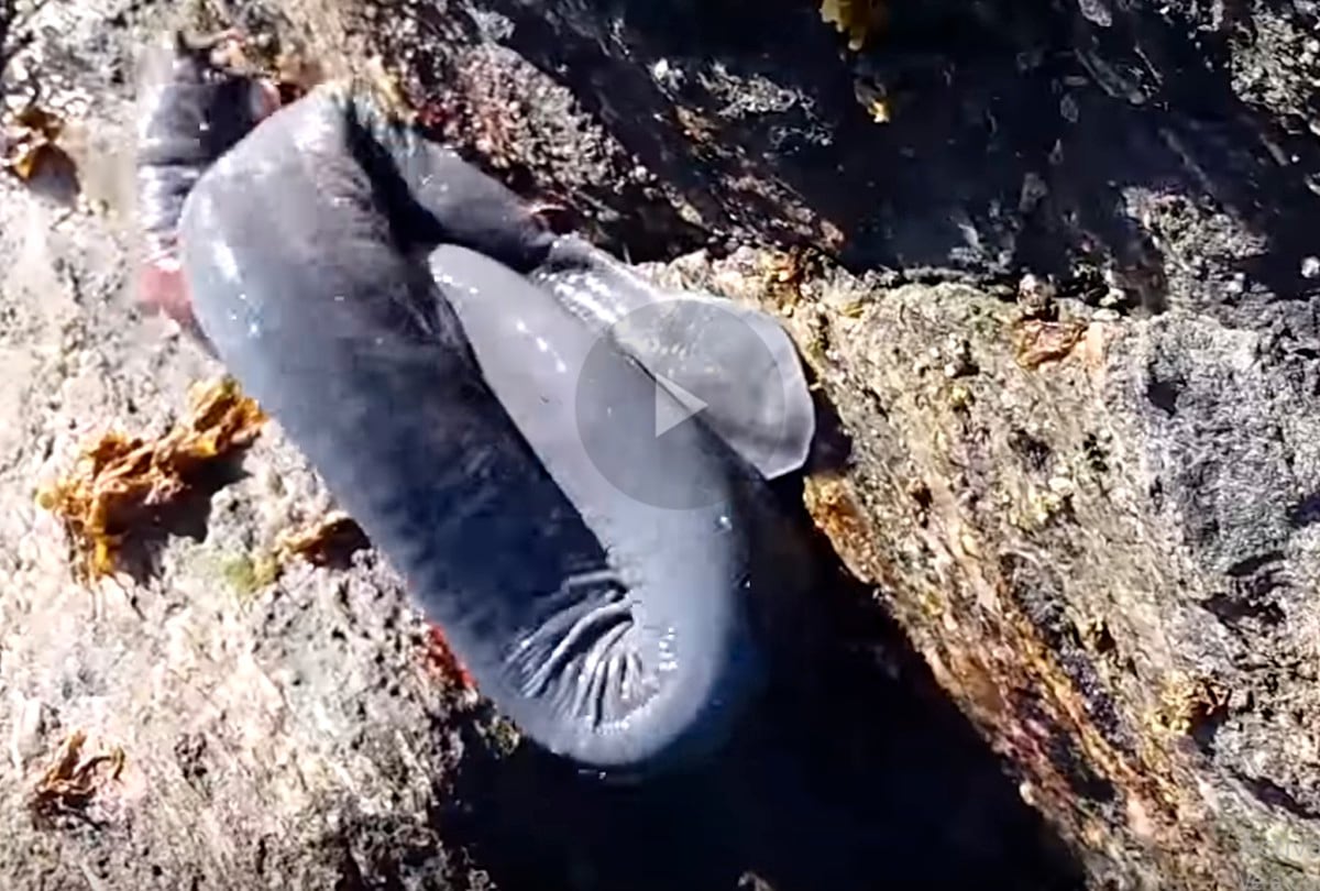 Esta fue la extraña criatura marina que apareció en las costas de una playa en Chile y que se hizo viral en YouTube en los últimos días. (Foto: National Geographic)