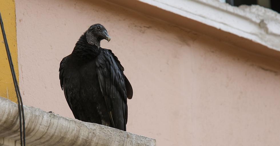 Presente en casi toda América, se le conoce en otros países con los nombres de jote, zopilote, chulo, entre otros. Negro de las patas a la cabeza, con ligeras manchas blancas hacia el final de las alas, el gallinazo de cabeza negra mide en promedio 65 cm. de altura. Destaca de su apariencia la cabeza desprovista de plumas, que muestra su piel negra y arrugada, así como su cola corta y redondeada.