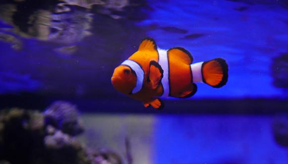 Cuando se trata de peces tropicales, algunos comen en el fondo del acuario, en las capas medias o en la superficie.