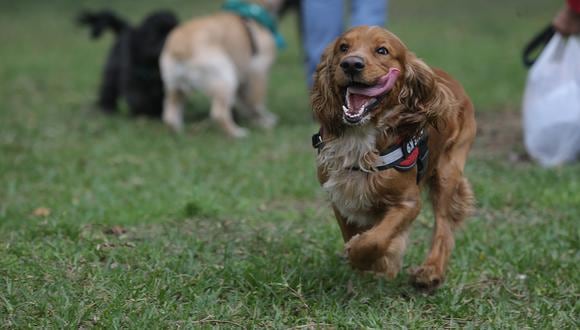 Se calcula que en el Perú existen más de seis millones de perros abandonados. (Foto: Alessandro Currarino / GEC)