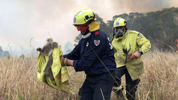 Los animales que no murieron en los incendios podrían enfrentar un futuro incierto por la pérdida de sus hábitats. (Foto: Reuters, via BBC Mundo)