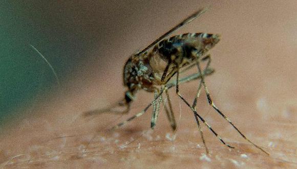 La malaria es transmitida por el mosquito &#039;Anofeles&#039;. (Foto: AFP)
