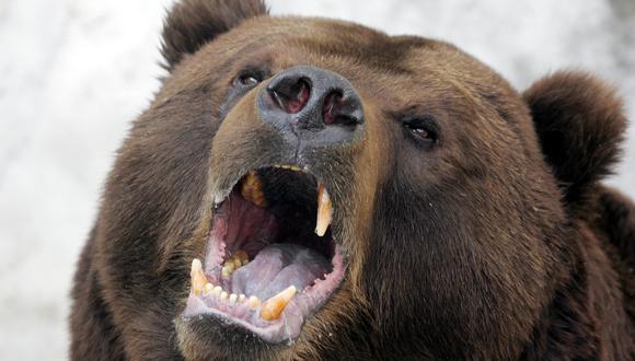 Alexander | "Me guardó para comerme": Hombre sobrevivió un mes atrapado en la cueva de un oso en Rusia. Foto referencial: Archivo de AFP