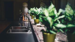 Cinco plantas que te ayudarán a purificar el aire dentro de tu casa | FOTOS