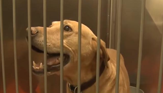 Ringo fue dado de baja y el oficial que debía hacerse cargo de él, lo abandonó en un refugio de animales sin el consentimiento del departamento de Policía. (Foto: YouTube)