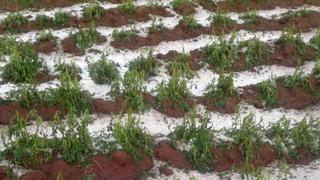 Puno: escasez de lluvias afecta 33 mil hectáreas de cultivos