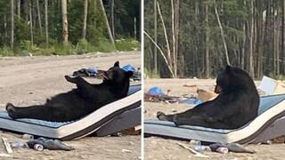 ¡Como un humano! Captan a un oso durmiendo plácidamente en un colchón abandonado