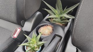 Decorar el auto cultivando plantas en su interior: la tendencia de moda en Europa