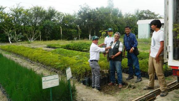 Piura: recuperarán suelos degradados plantando algarrobo y tara