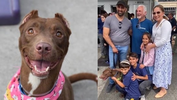 Mocha fue encontrada atada a un poste en Brooklyn, un mes después volvería a ver a su familia. (Foto: nycacc/instagram)