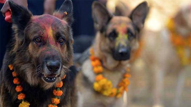 El mundo rendirá homenaje al perro - 2