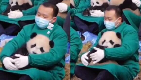 Video viral, Sujeto conmueve por el tierno trabajo que realiza como  cuidador de osos panda, Twitter, China, nnda nnrt, VIRALES