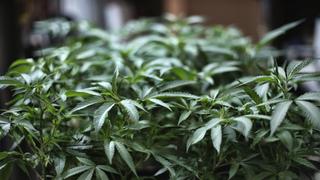 Colombia exportará cannabis para uso medicinal tras firmar decreto