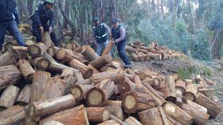 Puno: talan ilegalmente 300 eucaliptos en bosque de Yunguyo