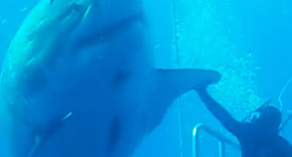Grabaron al tiburón blanco más grande jamás registrado. ¡Impresionante! (Foto: Captura de YouTube)