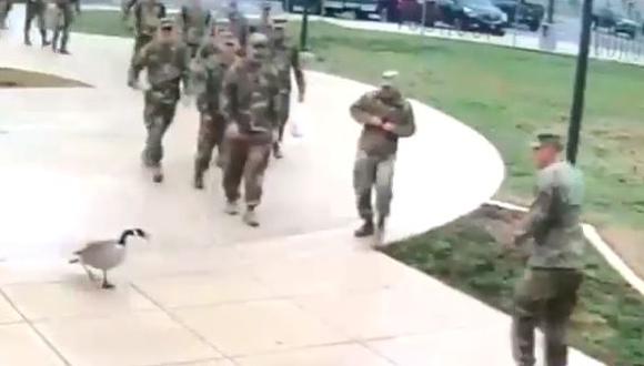 Un grupo de soldados caminaba ordenado hasta que un travieso ganso los interceptó para generar temor y caos entre. El video ya es viral Facebook. (Foto: captura de video)