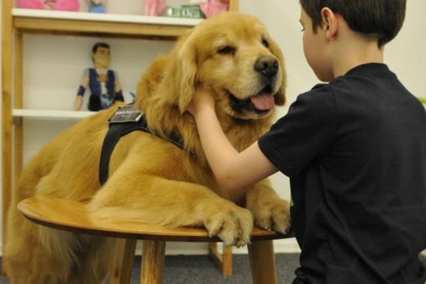 Titán es un golden retriever de cinco años y es el primer perro que presta terapia de asistencia judicial en Argentina. (Foto: Sandra Cartasso/pagina12.com.ar)