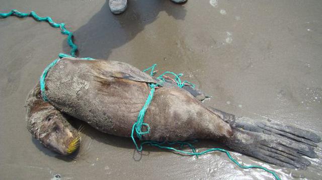 Hallan más animales marinos varados en playas de Lambayeque - 2