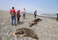 Callao: encuentran unos 20 lobos marinos muertos en la playa Carpayo