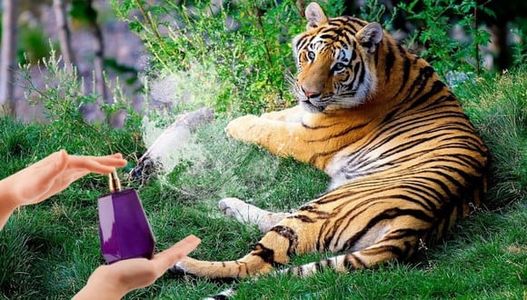 Los tigres y otros enormes felinos del zoológico de Banham, en Inglaterra, enloquecen con el aroma de cierta marca de perfume y sus cuidadores piden a sus visitantes que les donen las botellas que ya no usen. (Foto: Pixabay/Referencial)