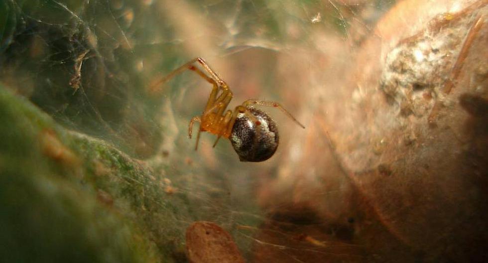 Anelosimus studiosus, la especie de araña que vive en el golfo y el Atlántico de Estados Unidos y México. (Foto: "Thomas Jones":https://www.eurekalert.org/multimedia/pub/208936.php?from=438638)