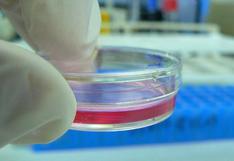 Logran clonar células humanas adultas por primera vez en la historia