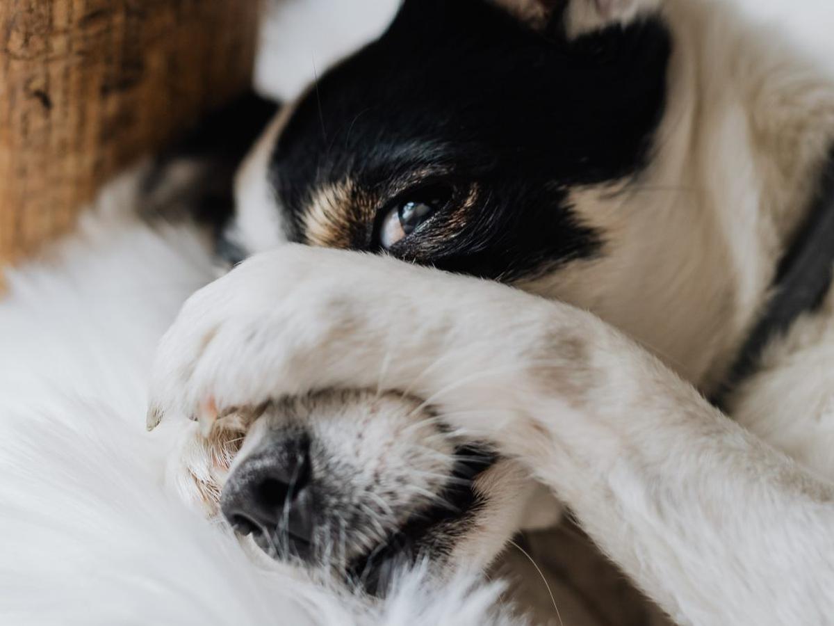 Por qué mi perro llora cuando duerme | Mascotas | México | España | Estados Unidos | EEUU | USA nnda | nnni | RESPUESTAS | MAG.
