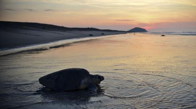 México: usan drones para salvar tortugas marinas en peligro - 2
