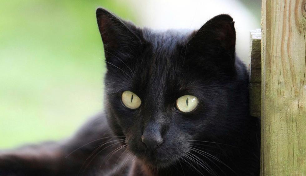 Una gata negra hizo pasar por un mal momento a un par de zorros árticos. (Referencial - Pixabay | YouTube)