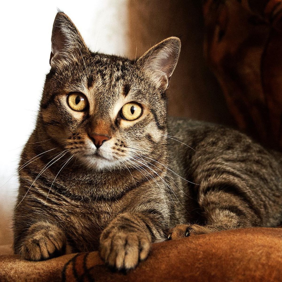 Trucos caseros para mascotas: cómo evitar que los gatos arañen los muebles  | Remedios | Life Hacks | nnda nnni | RESPUESTAS | MAG.