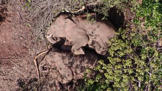 Veterinarios curan a elefante bebé que estaba herido en una pata y fue abandonado por su manada en China