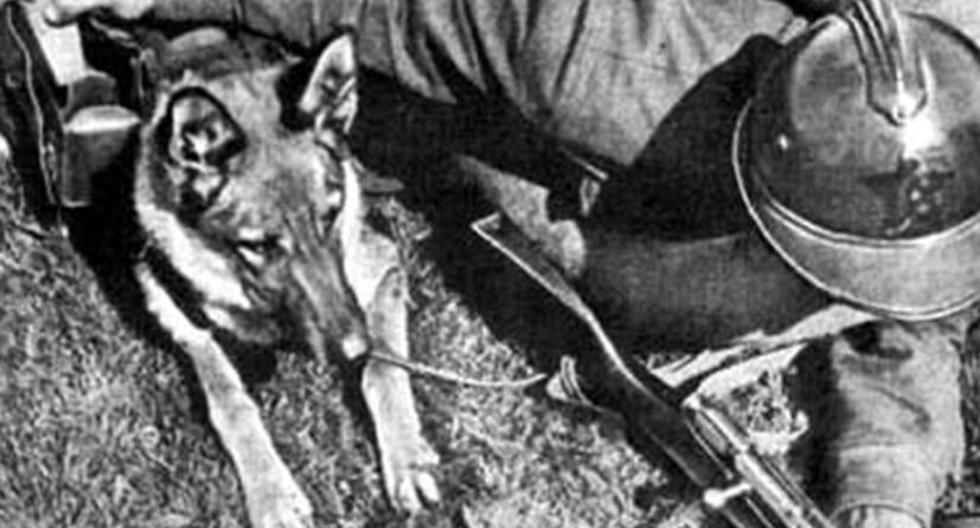 Segunda Guerra Mundial: Perros soviéticos en el campo de batalla. (Foto: Wikimedia / http://www.wildnet.ru/docs/sobaki.doc)