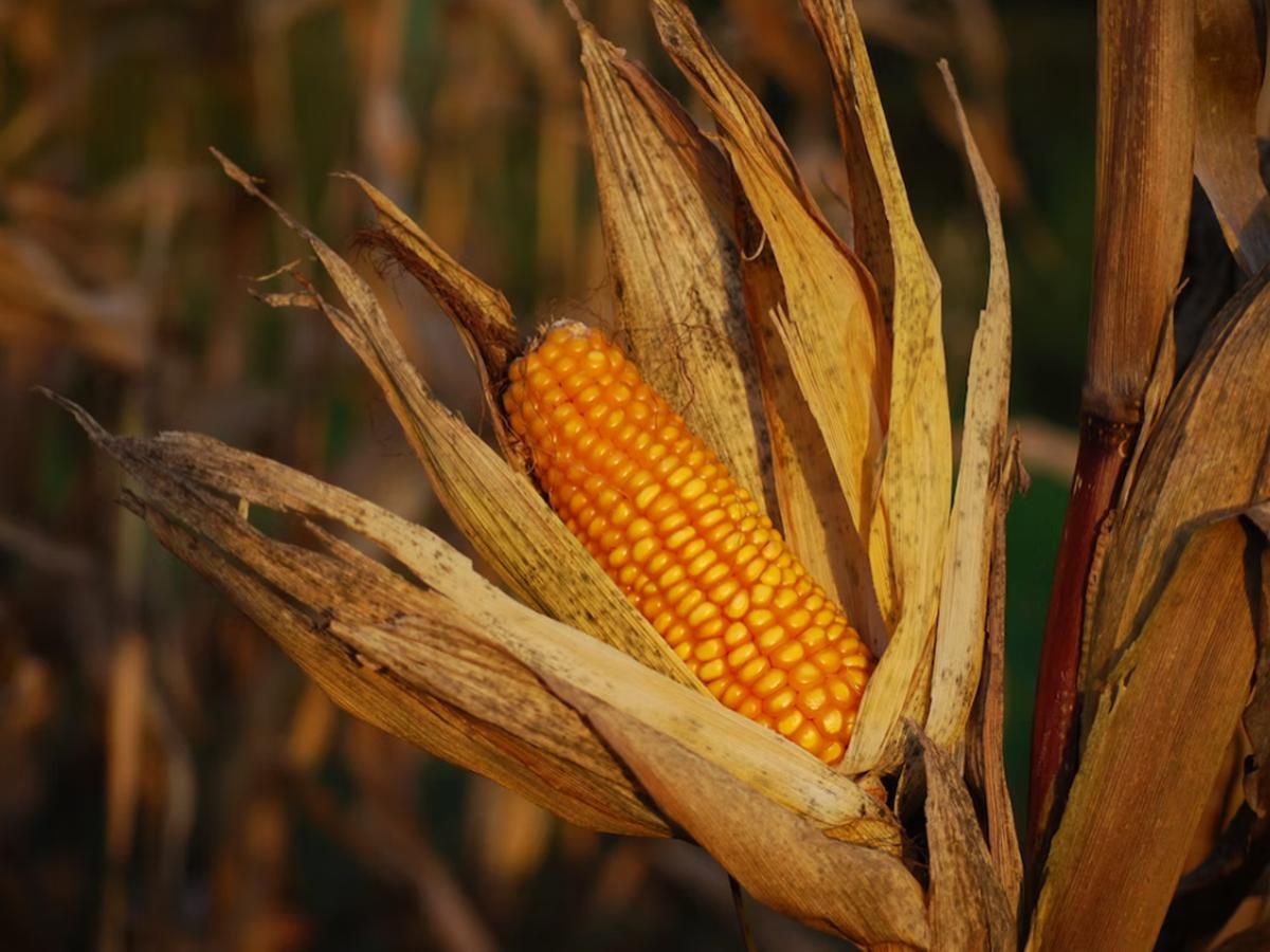 Trucos caseros: cómo desgranar una mazorca de maíz de forma rápida y  sencilla | remedios | hacks | nndamn | RESPUESTAS | MAG.