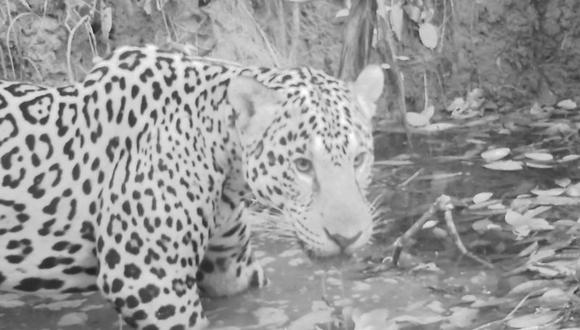 Jaguar (Panthera onca). Foto: La exploración de El Sira.