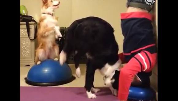 Un perro hace yoga junto a su dueño y se hace famoso [VIDEO]