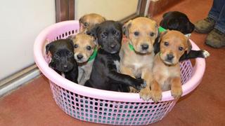 Facebook: desamparan 7 cachorros que nadie compro en Navidad