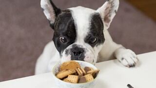 Cómo preparar comida casera para tu perro