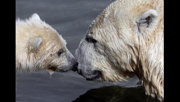 Dos tercios de osos polares se podrían extinguir hacia el 2050