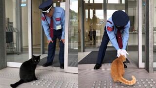 Japón: dos gatos llevan dos años intentando ingresar a un museo sin éxito