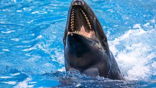 ¡No quiero morir!: El último grito de una estudiante antes de ser atacada por orcas