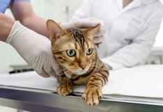Consultorio WUF: ¿Por qué debes esterilizar a tu gato?