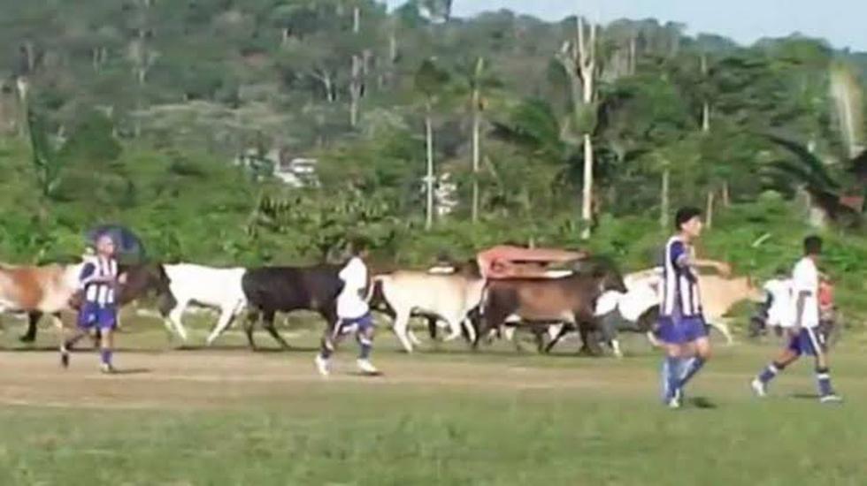 En el duelo entre Minsa FBC y Expreso Inambari, en el 2014, un ganado de vacas irrumpieron a mitad del partido.