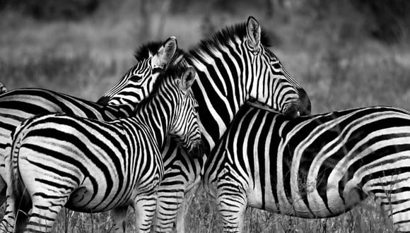 Los animales se pusieron en fila y miraron en distintas direcciones, pareciendo ser una sola cebra. (Foto: Referencial/Pixabay)