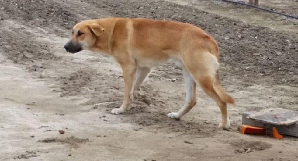 Escriben carta en Facebook para el desalmado que abandonó a este perro. (Foto: Facebook/Kings SPCA-Rescue)