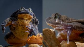 Romeo y Julieta: una pareja de ranas que lucha contra la extinción en Bolivia