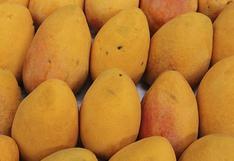 Piura: más de mil toneladas de mango no se exportaron en semana de paro
