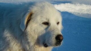 Zero, el valiente perro que ha muerto por proteger a sus dueños durante un tiroteo