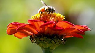 La cafeína tan adictiva para las abejas como para los humanos